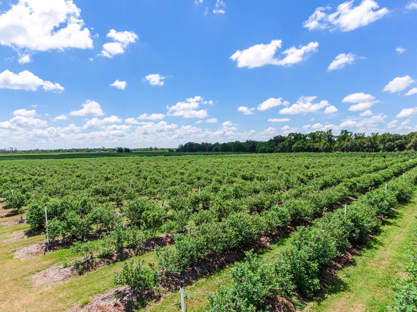 3674 E State Road 64 Zolfo Springs FL 33890 TB8498713 image36