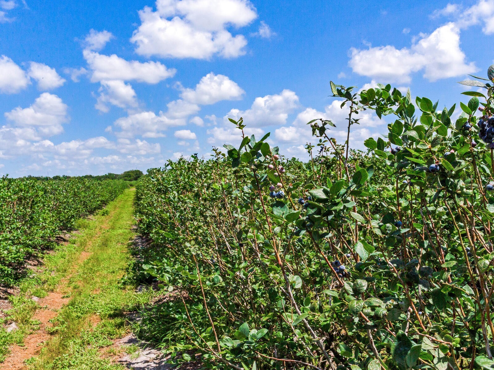 3674 E State Road 64 Zolfo Springs FL 33890 TB8498713 image41