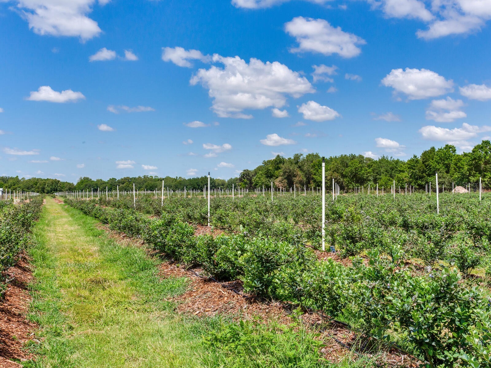 3674 E State Road 64 Zolfo Springs FL 33890 TB8498713 image54