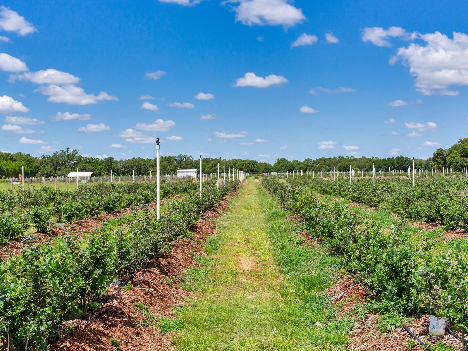 3674 E State Road 64 Zolfo Springs FL 33890 TB8498713 image55