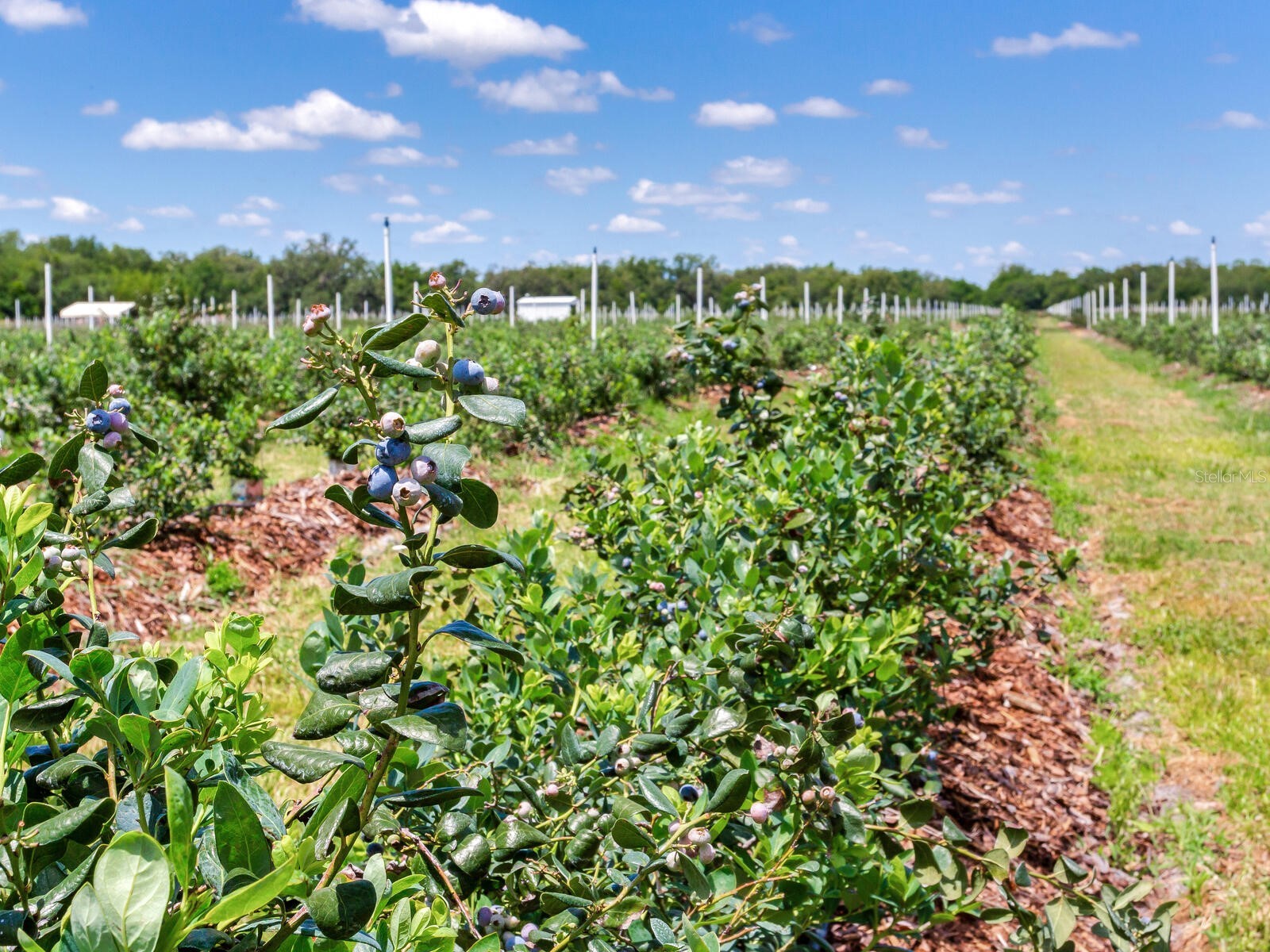 3674 E State Road 64 Zolfo Springs FL 33890 TB8498713 image57