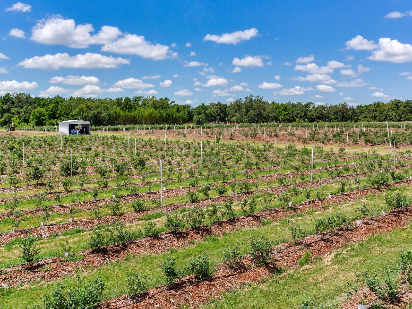 3674 E State Road 64 Zolfo Springs FL 33890 TB8498713 image62