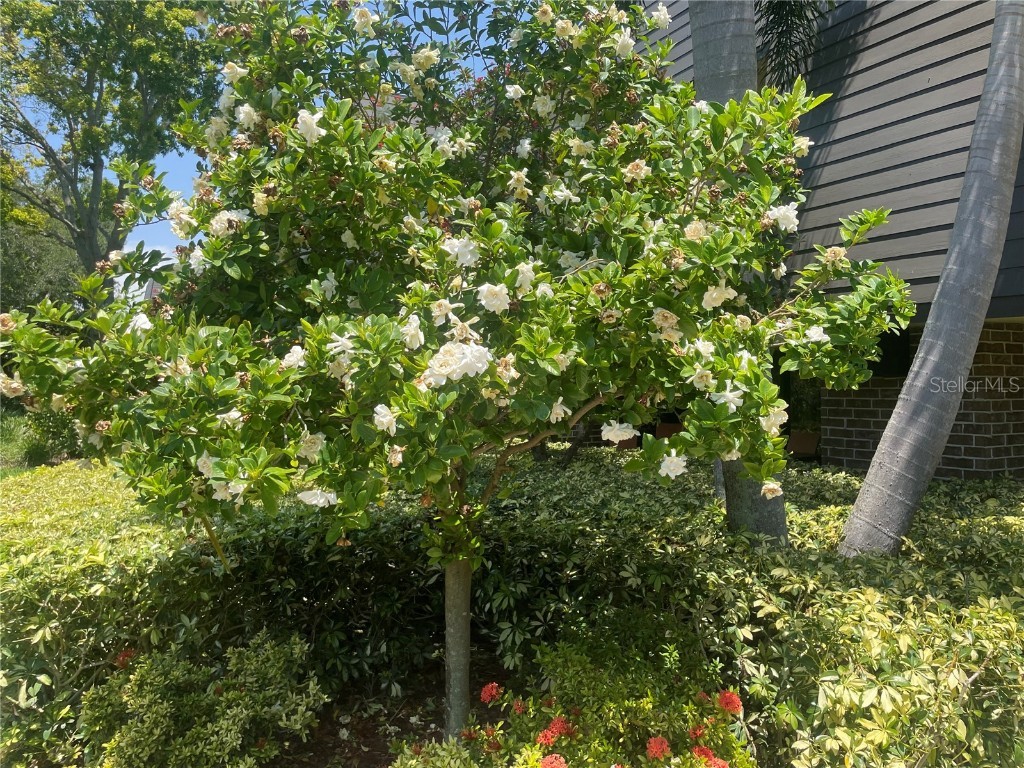 36750 Us Highway 19 N #15-308 Palm Harbor FL 34684 TB8452198 image14