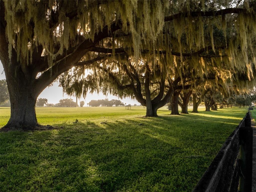 3682 W Highway 318 Citra FL 32113 OM711197 image22