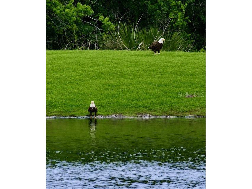 3683 Botanical Way Sanford FL 32773 O6426277 image52