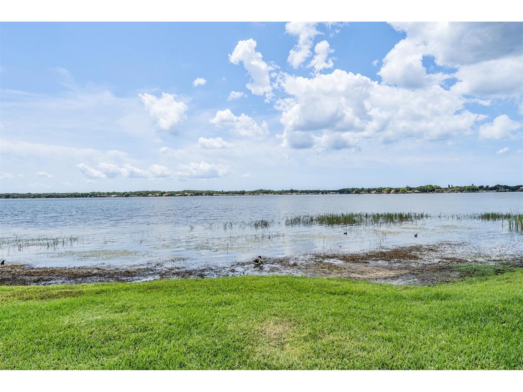 3692 Johnathon Avenue Palm Harbor FL 34685 TB8520892 image77