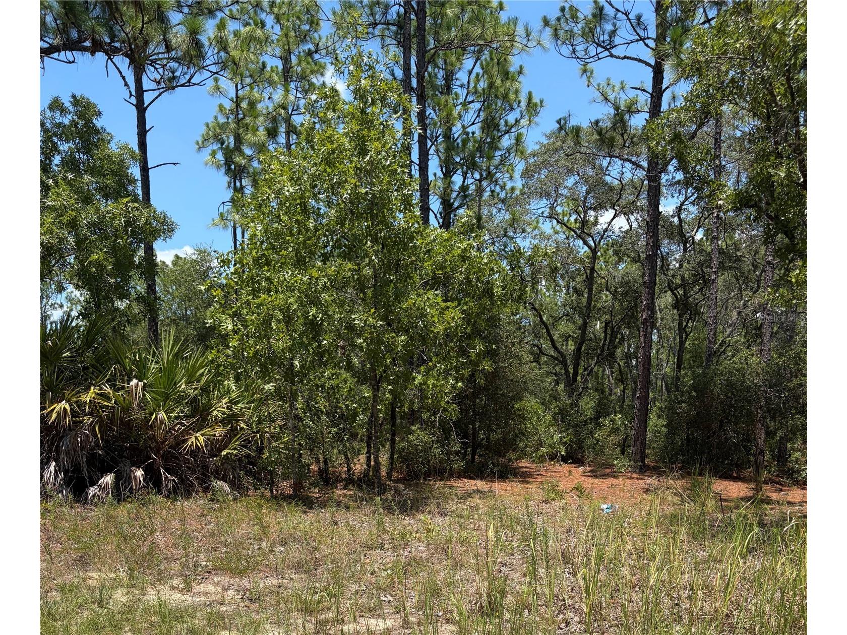 3711 W Norwick Place Citrus Springs FL 34433 OM721965 image2