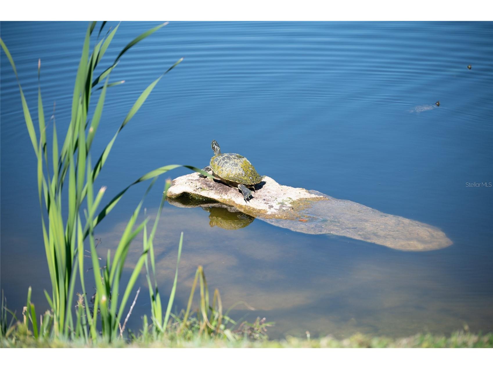 3715 45th Terrace W #103 Bradenton FL 34210 A4680980 image59