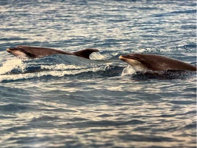 3715 N Ocean Shore Boulevard Palm Coast FL 32137 - ATLANTIC OCEAN FC312758 image14