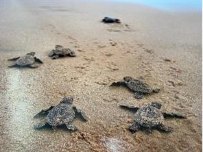 3715 N Ocean Shore Boulevard Palm Coast FL 32137 - ATLANTIC OCEAN FC312758 image9