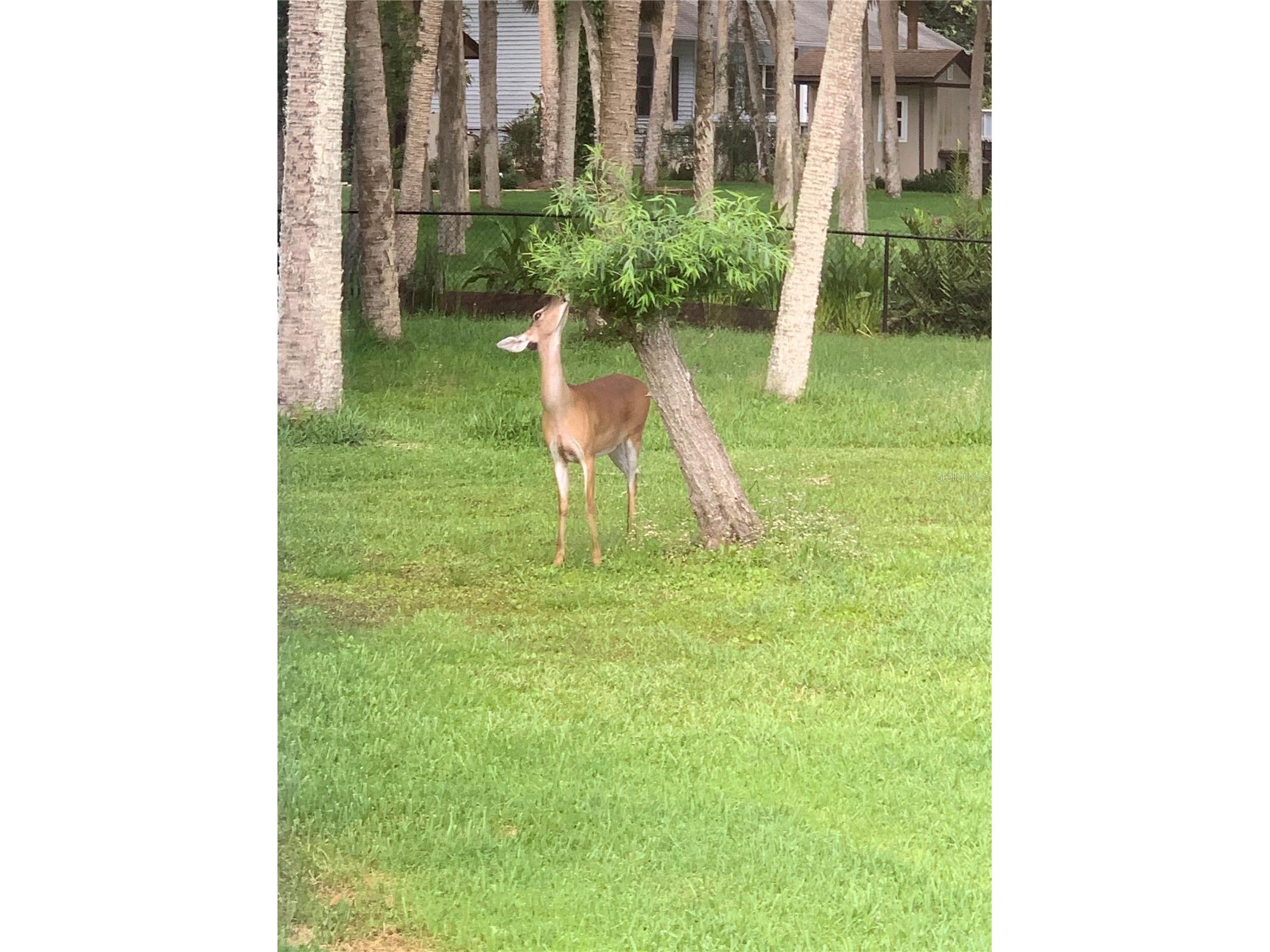 372 Rest Haven Road Geneva FL 32732 - LAKE BEATRICE O6289173 image61