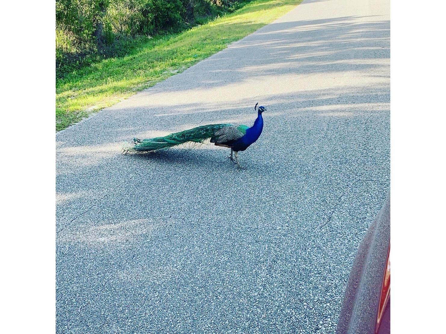 372 Rest Haven Road Geneva FL 32732 - LAKE BEATRICE O6289173 image64