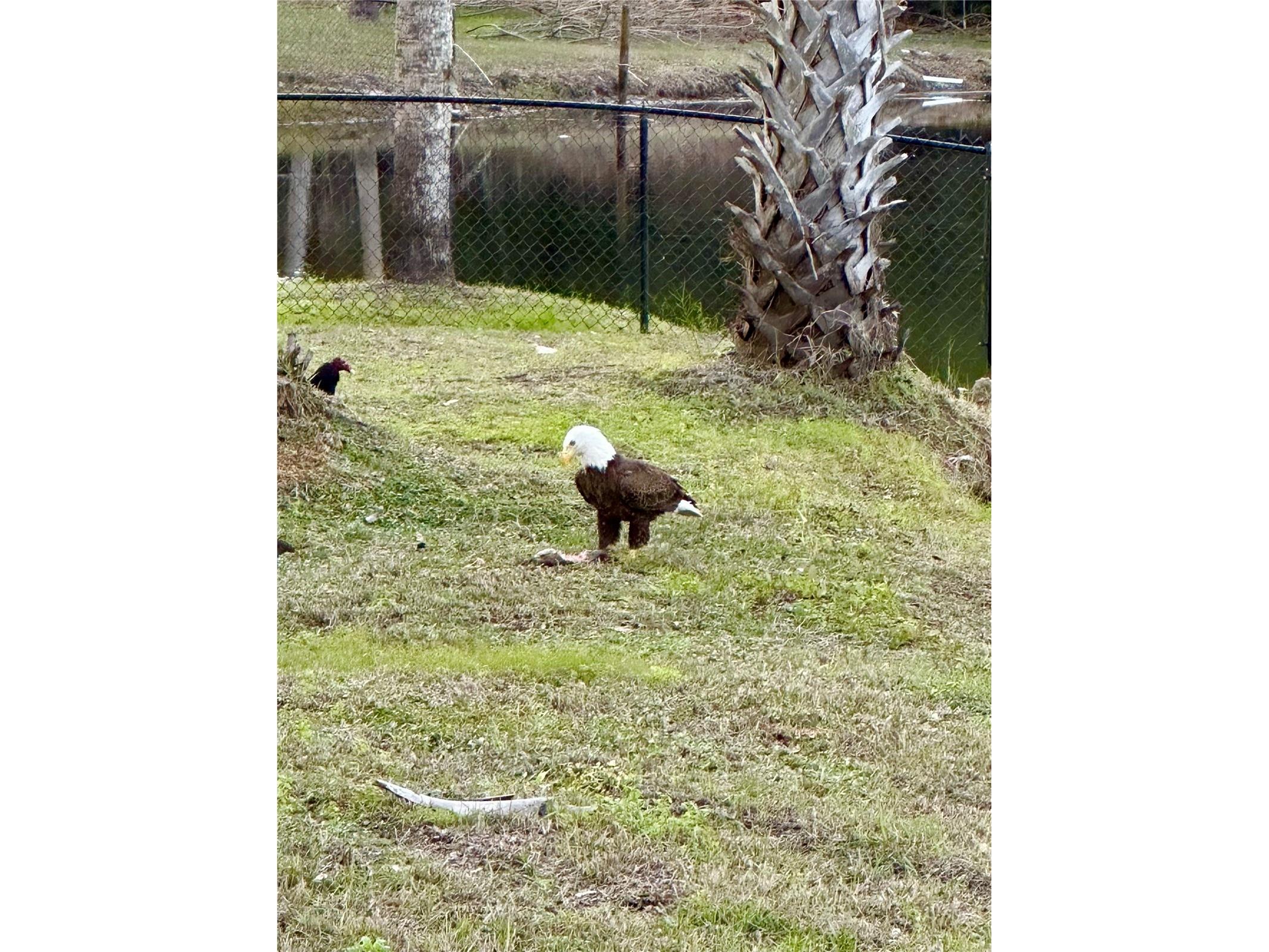 372 Rest Haven Road Geneva FL 32732 - LAKE BEATRICE O6289173 image65