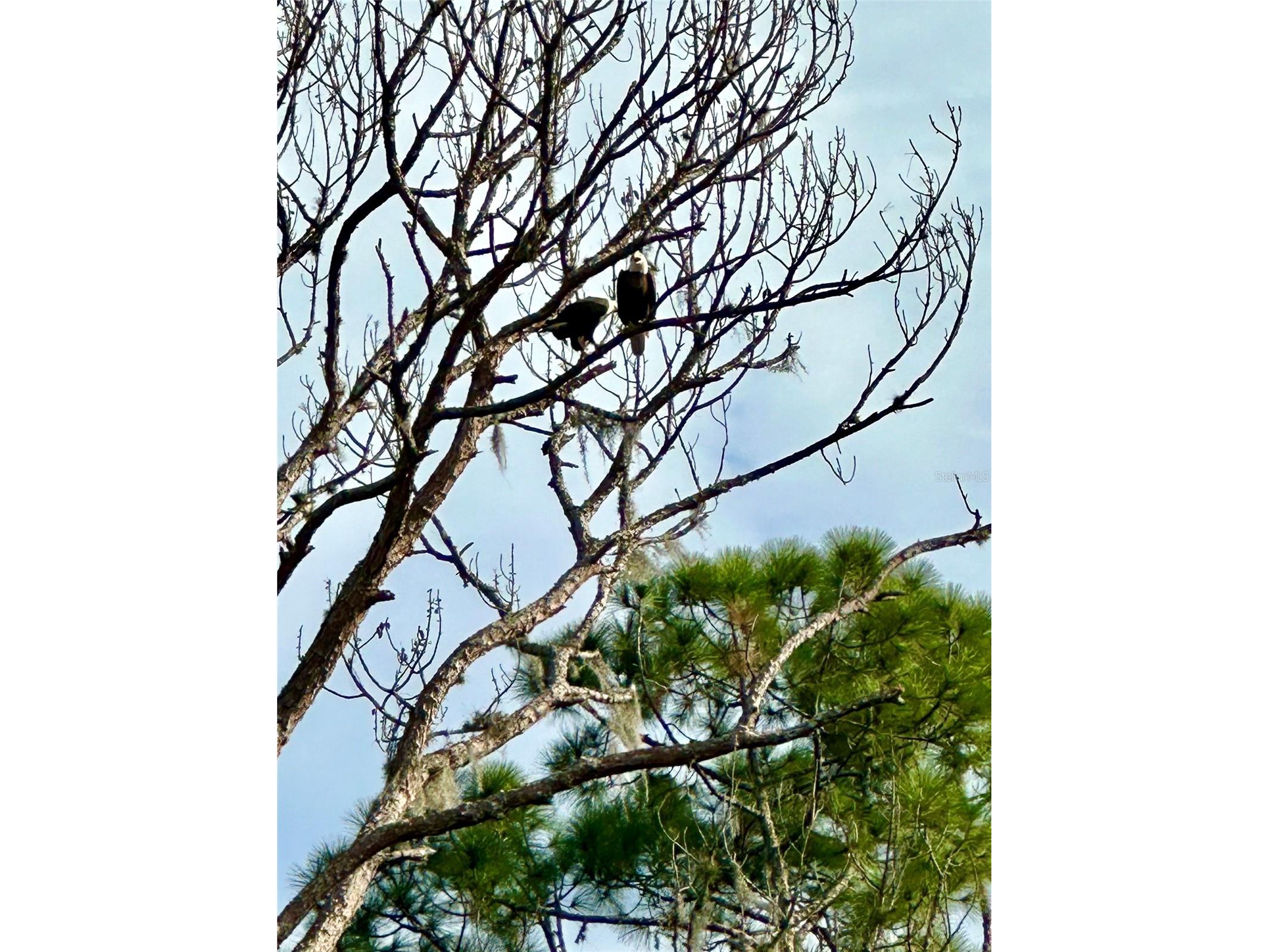 372 Rest Haven Road Geneva FL 32732 - LAKE BEATRICE O6289173 image67