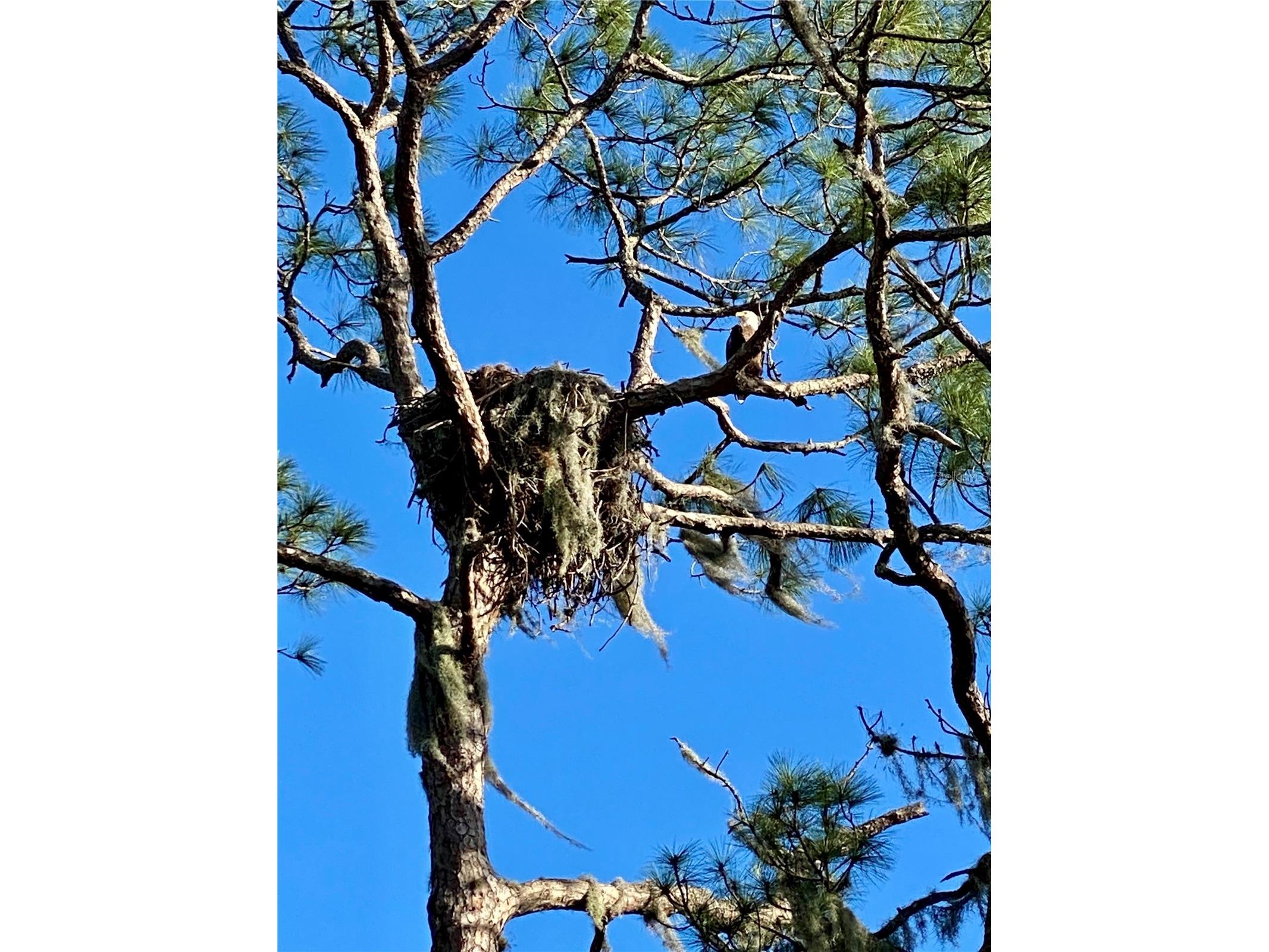 372 Rest Haven Road Geneva FL 32732 - LAKE BEATRICE O6289173 image68