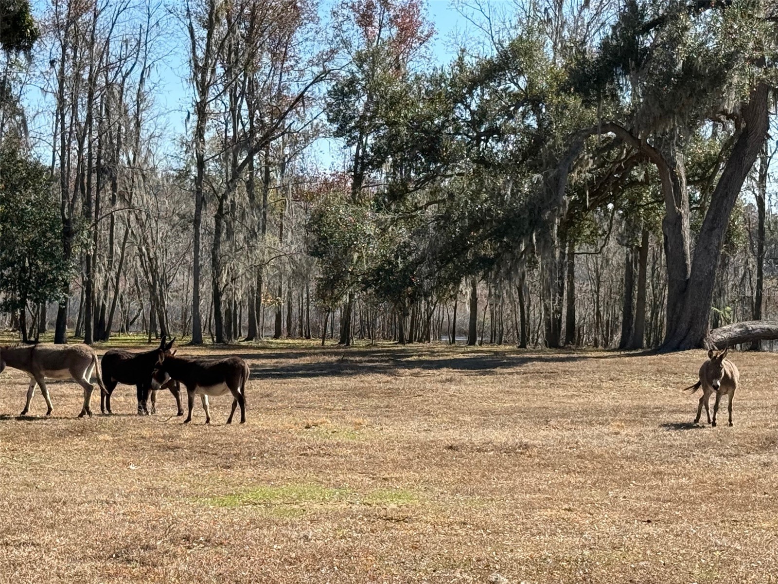 37214 Hester Road Dade City FL 33525 TB8498014 image2