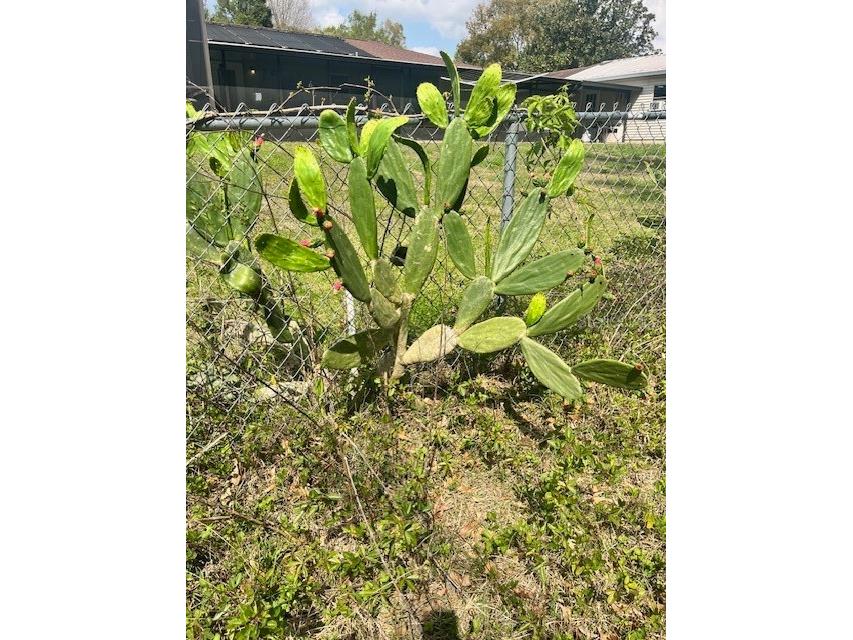 37247 Northside Drive Zephyrhills FL 33541 TB8433441 image13