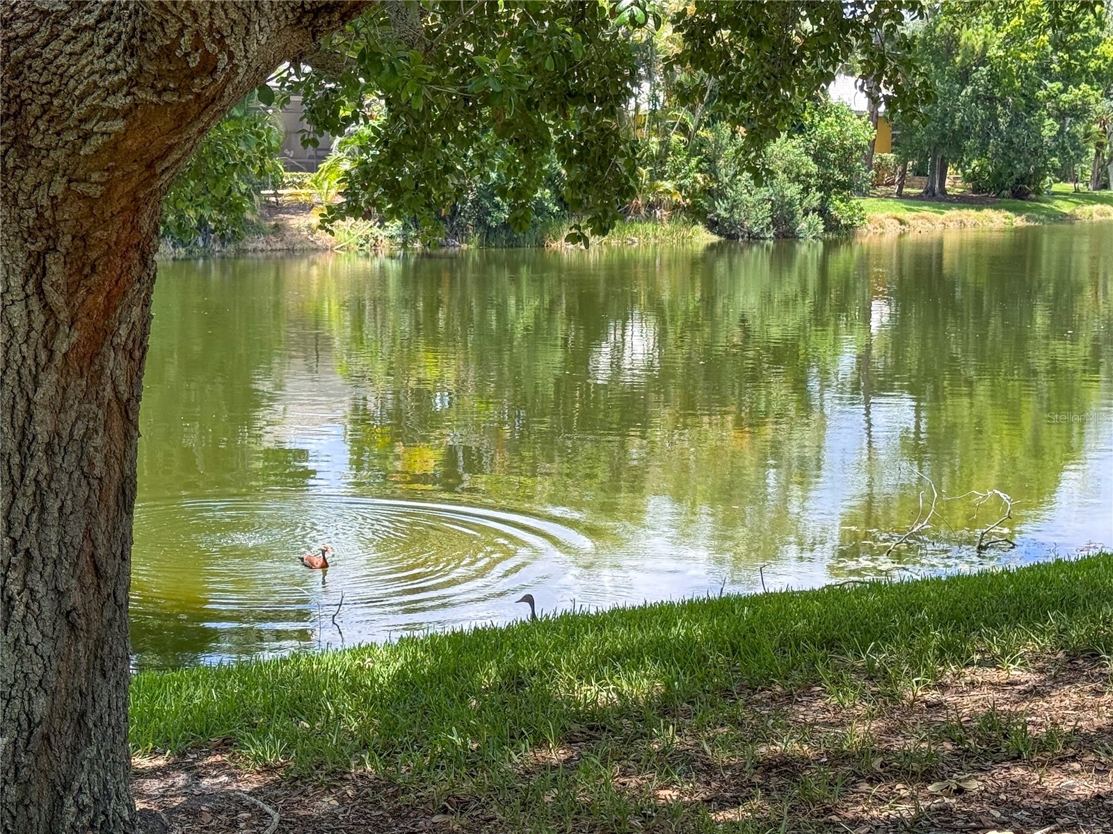 3731 Sarasota Square Boulevard #309E Sarasota FL 34238 - SMALL PRIVATE POND A4697685 image48