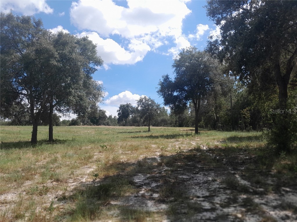 3731 SE 117th Terrace Morriston FL 32668 OM709464 image44