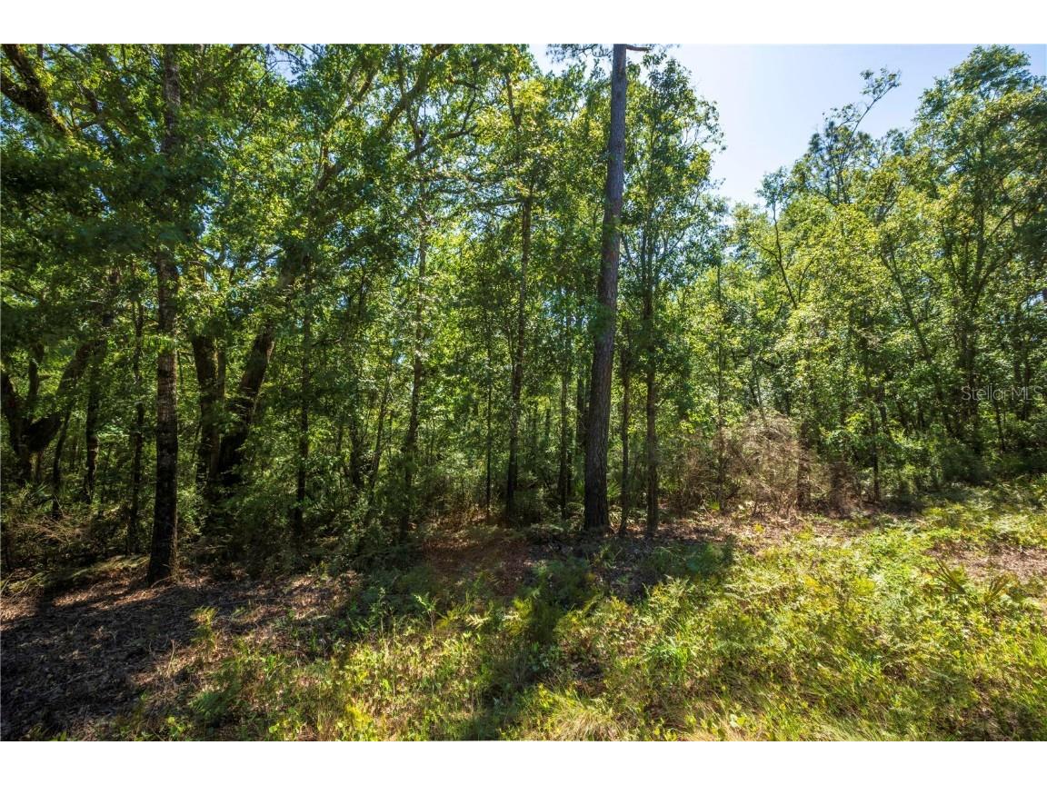 375 NE West Peppermint Trail Pinetta FL 32350 A4611828 image1