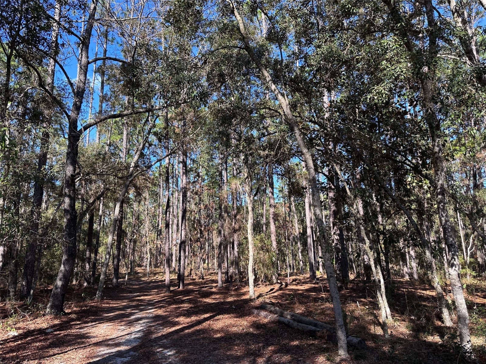 3760 SE County Road 337 Morriston FL 32668 GC536786 image26