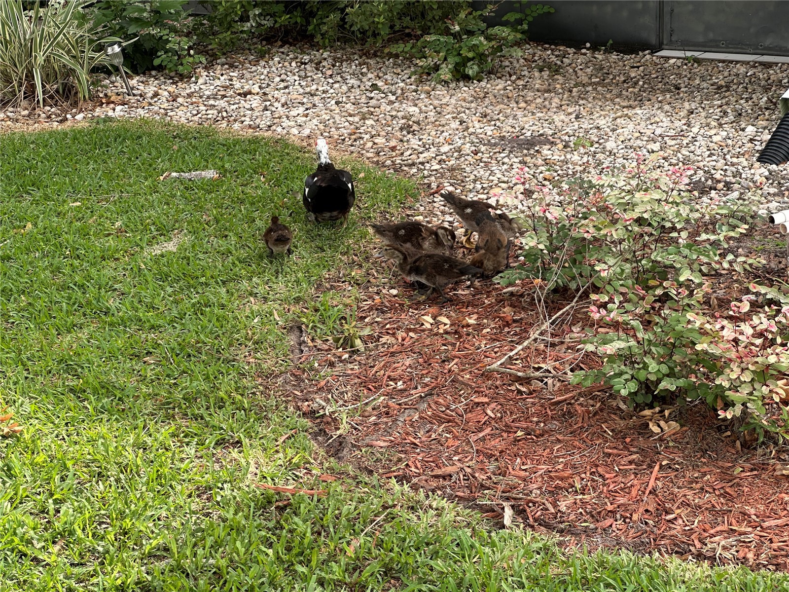 3766 Southpointe Drive #U5 Orlando FL 32822 O6415347 image59
