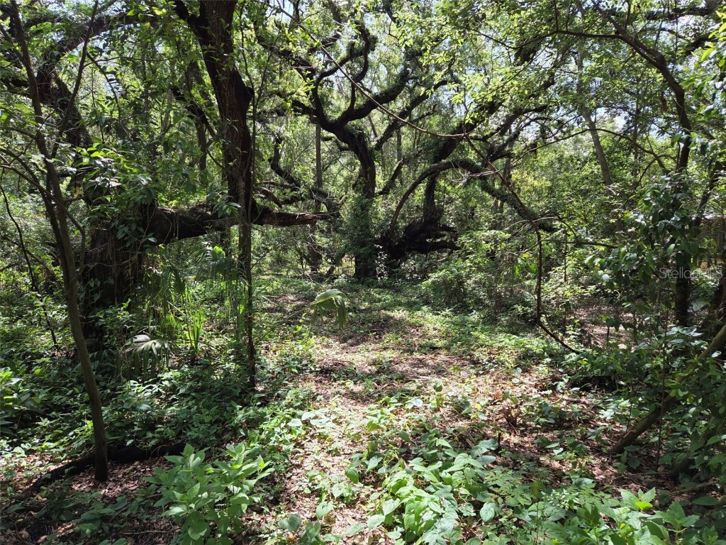 37742 Glades Lane Zephyrhills FL 33542 TB8406931 image9