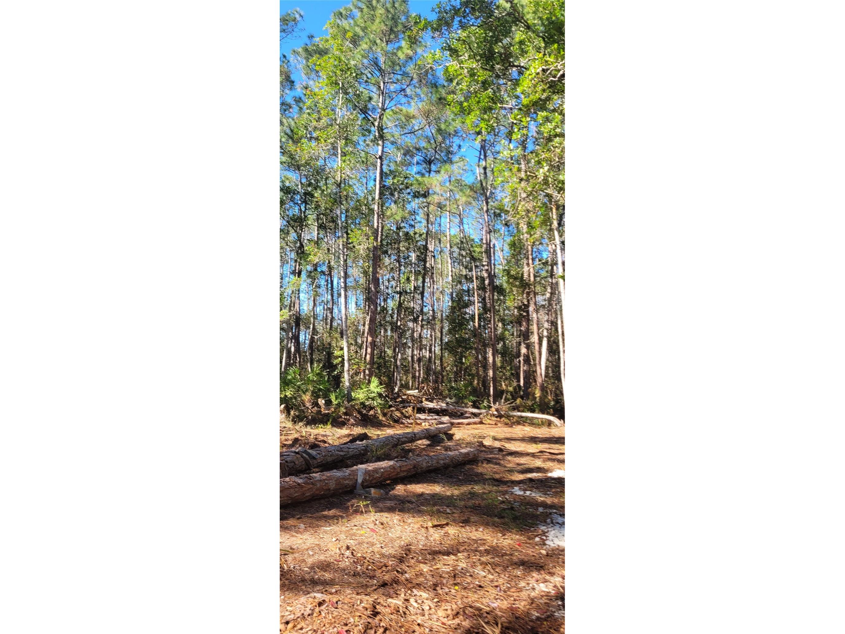 3781 Pine Pitch Court Ormond Beach FL 32174 FC315217 image7