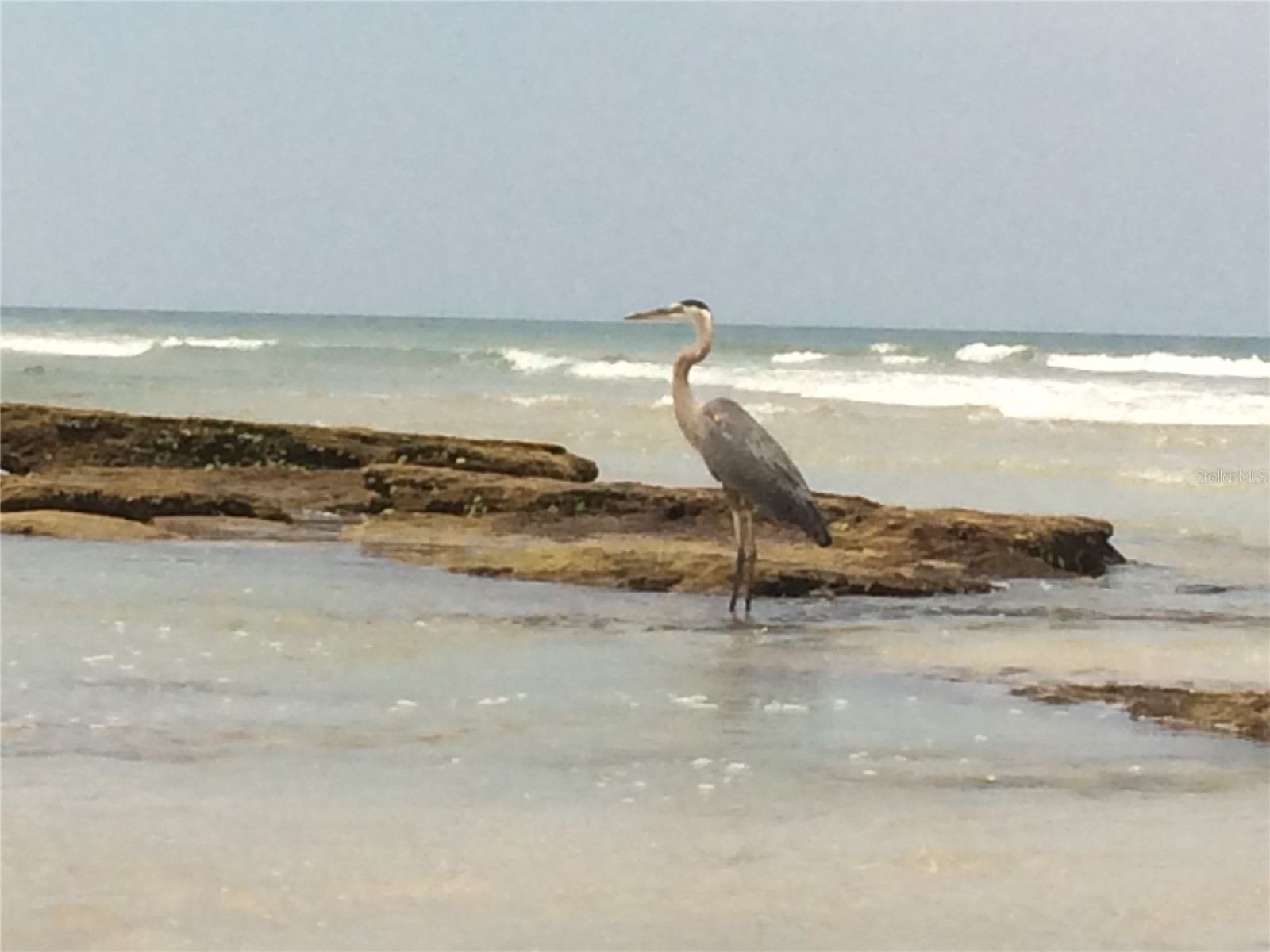 38 Laughing Gull Lane Palm Coast FL 32137 FC319357 image63