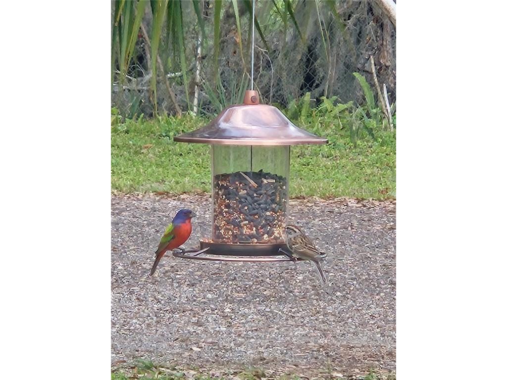 3804 Gallagher Road Dover FL 33527 TB8414259 image52