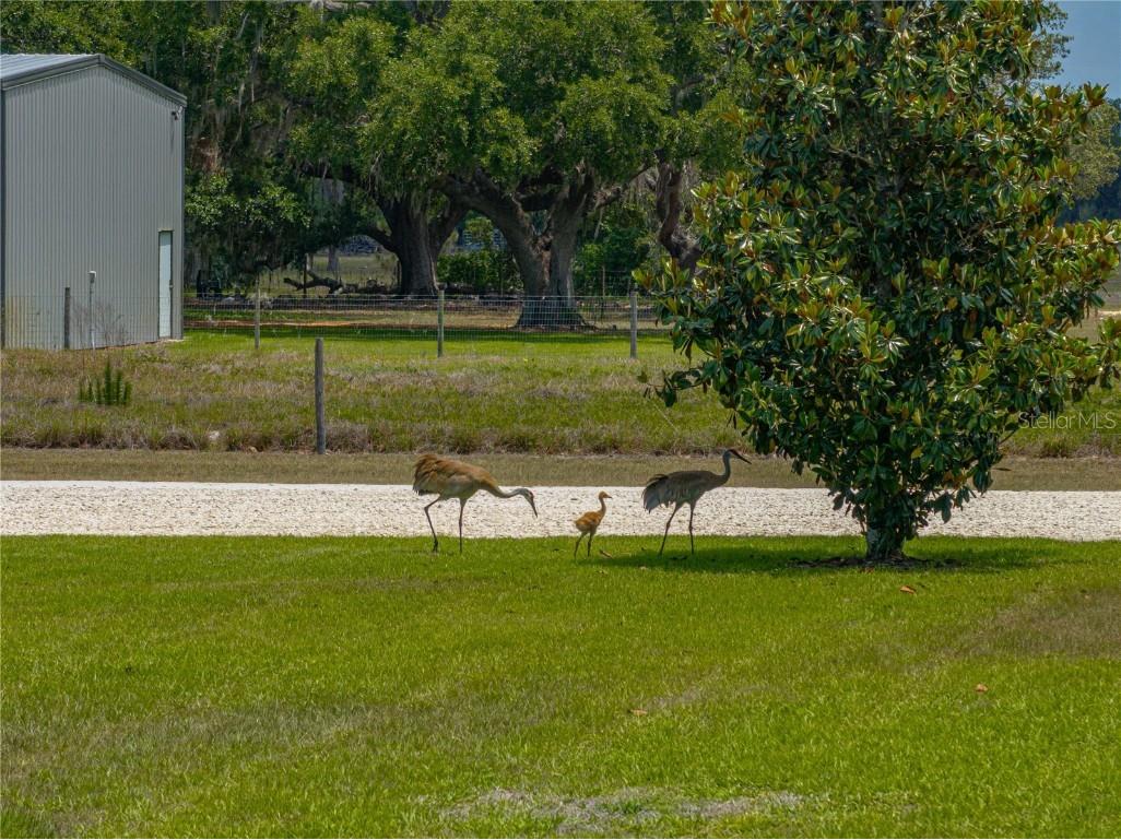 3805 Mammoth Grove Road Lake Wales FL 33898 P4934705 image67