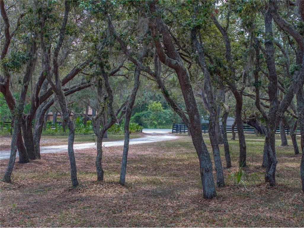 3805 Mammoth Grove Road Lake Wales FL 33898 P4934705 image68