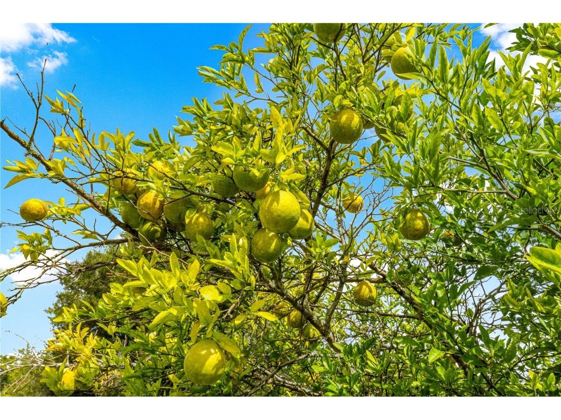 3805 SE 139th Street Summerfield FL 34491 OM711524 image30