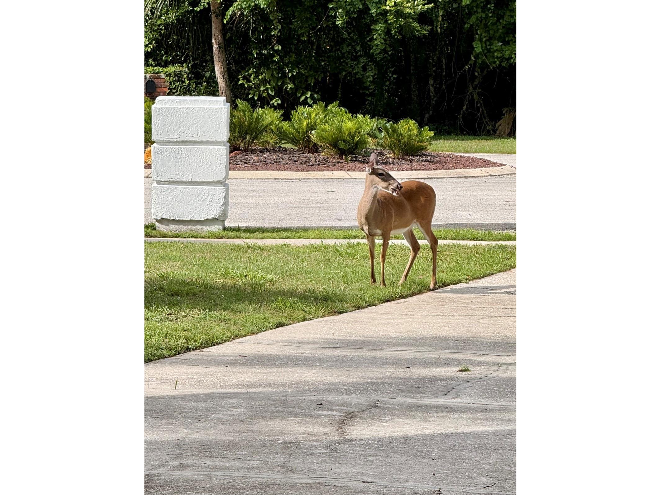 381 Creekstone Court Longwood FL 32779 O6387817 image35
