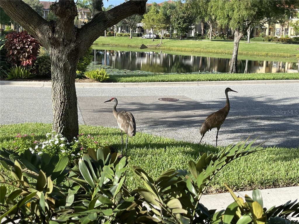 3810 82nd Avenue Circle E #106 Sarasota FL 34243 TB8455758 image5