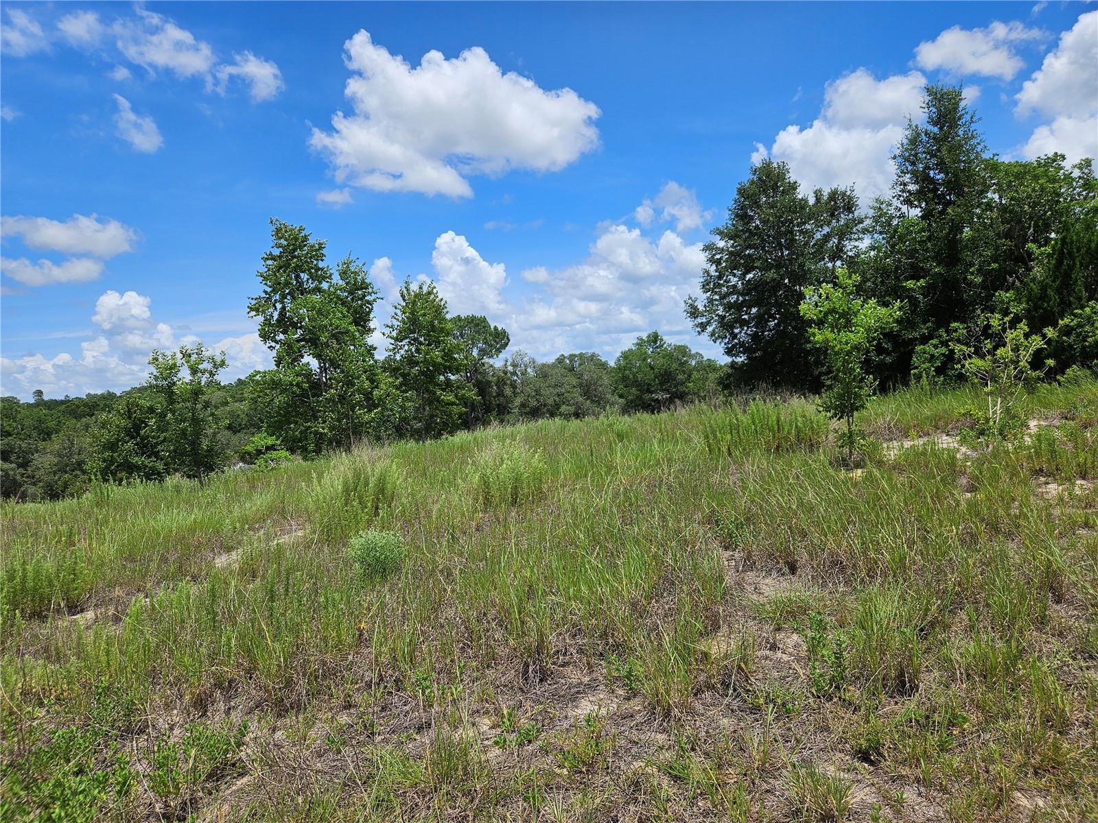 3814 W Rancetta Street Dunnellon FL 34433 OM726801 image4
