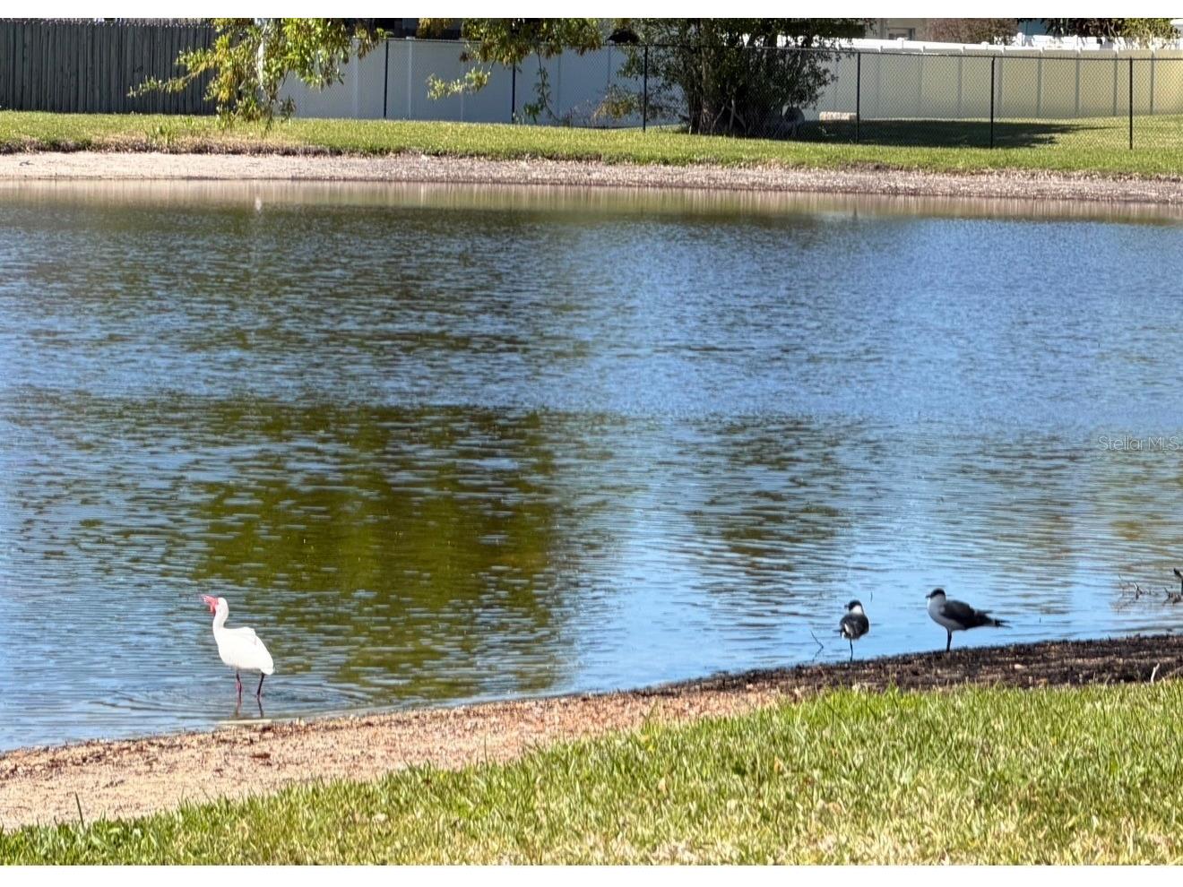 3815 N Oak Drive #G71 Tampa FL 33611 TB8501912 image43
