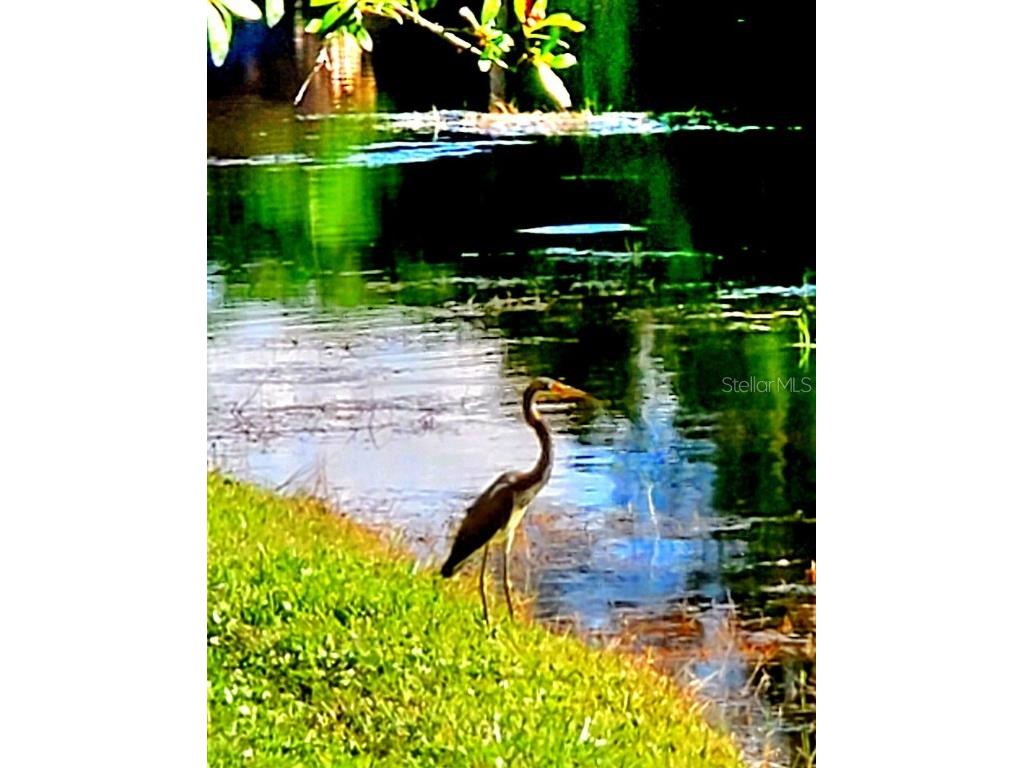 382 Waterford Circle E Tarpon Springs FL 34688 TB8420596 image58