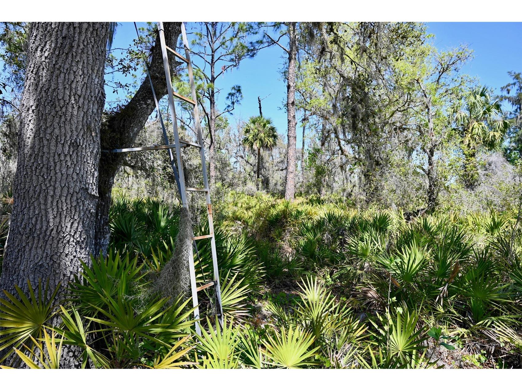 3832 SW Wildcat Run Road Arcadia FL 34266 C7524028 image16