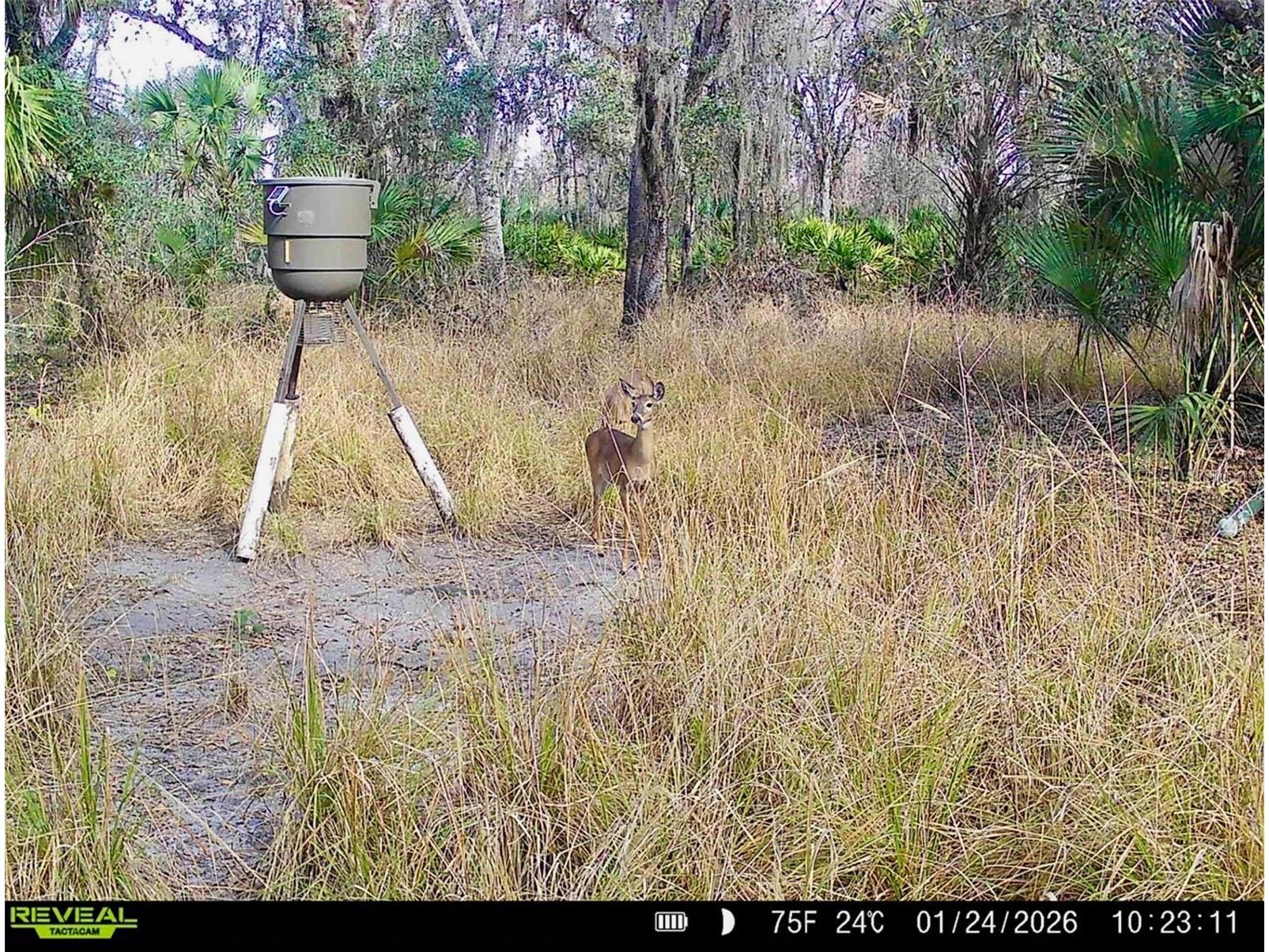 3832 SW Wildcat Run Road Arcadia FL 34266 C7524028 image17