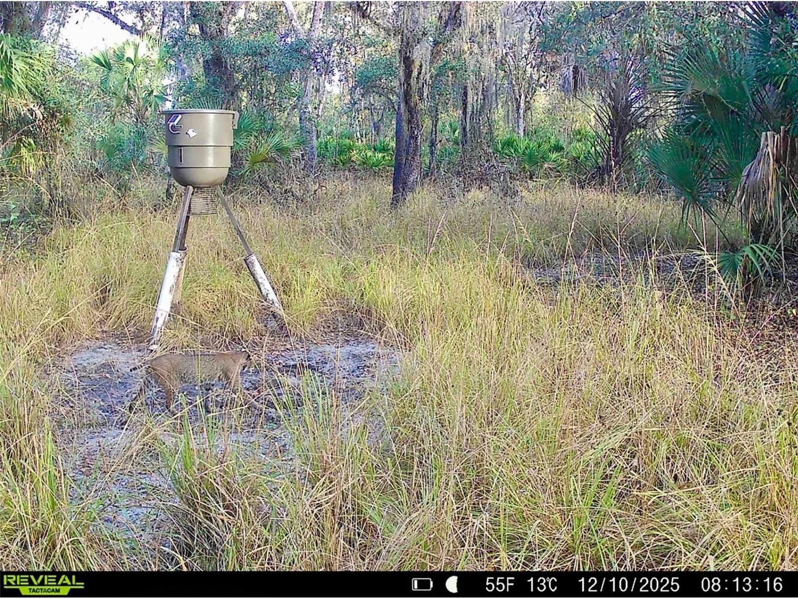 3832 SW Wildcat Run Road Arcadia FL 34266 C7524028 image19