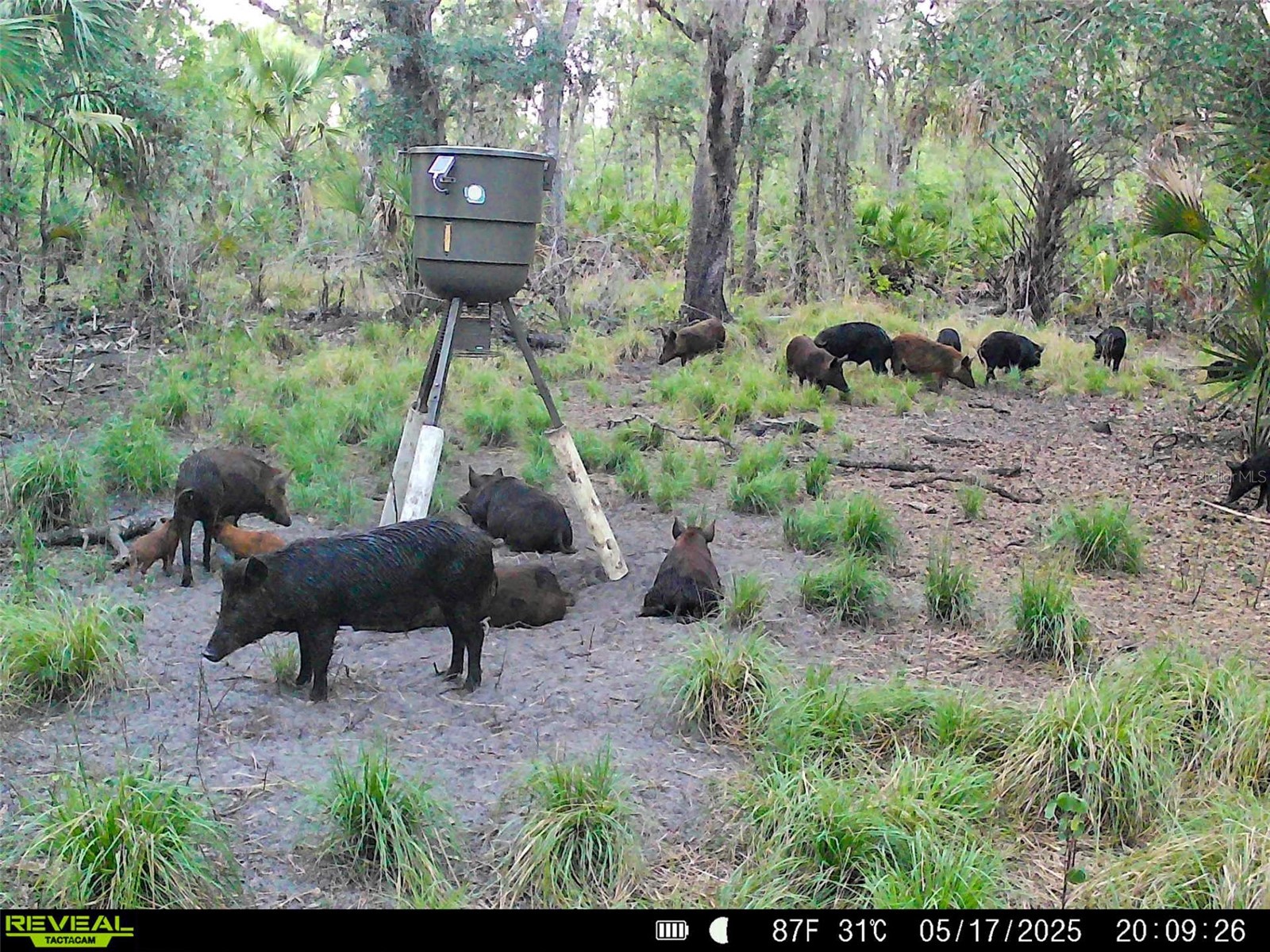 3832 SW Wildcat Run Road Arcadia FL 34266 C7524028 image21