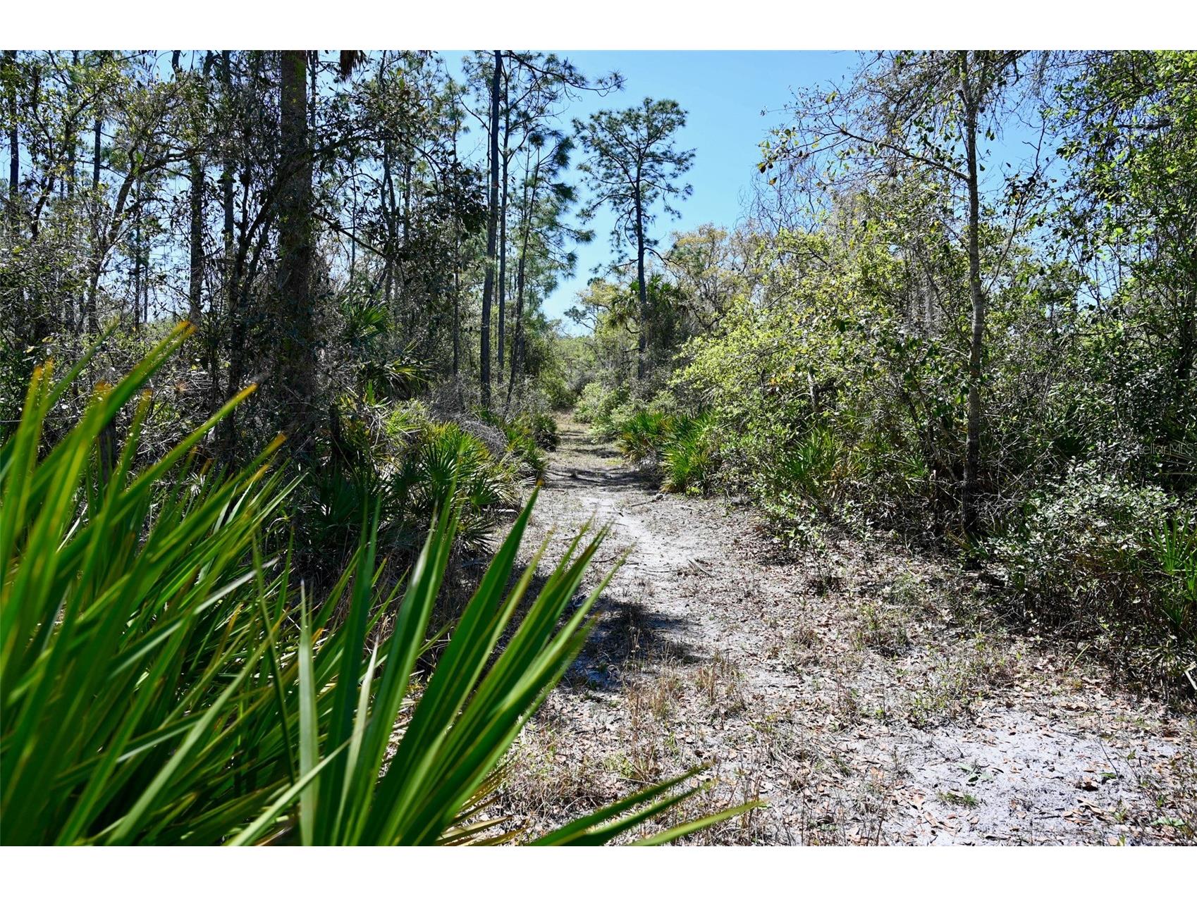 3832 SW Wildcat Run Road Arcadia FL 34266 C7524028 image7
