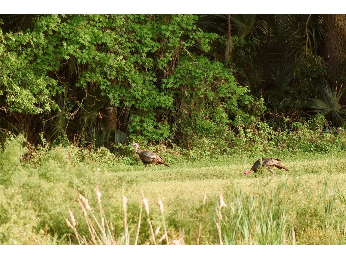 3841 SW 69th Avenue Gainesville FL 32608 GC535316 image68