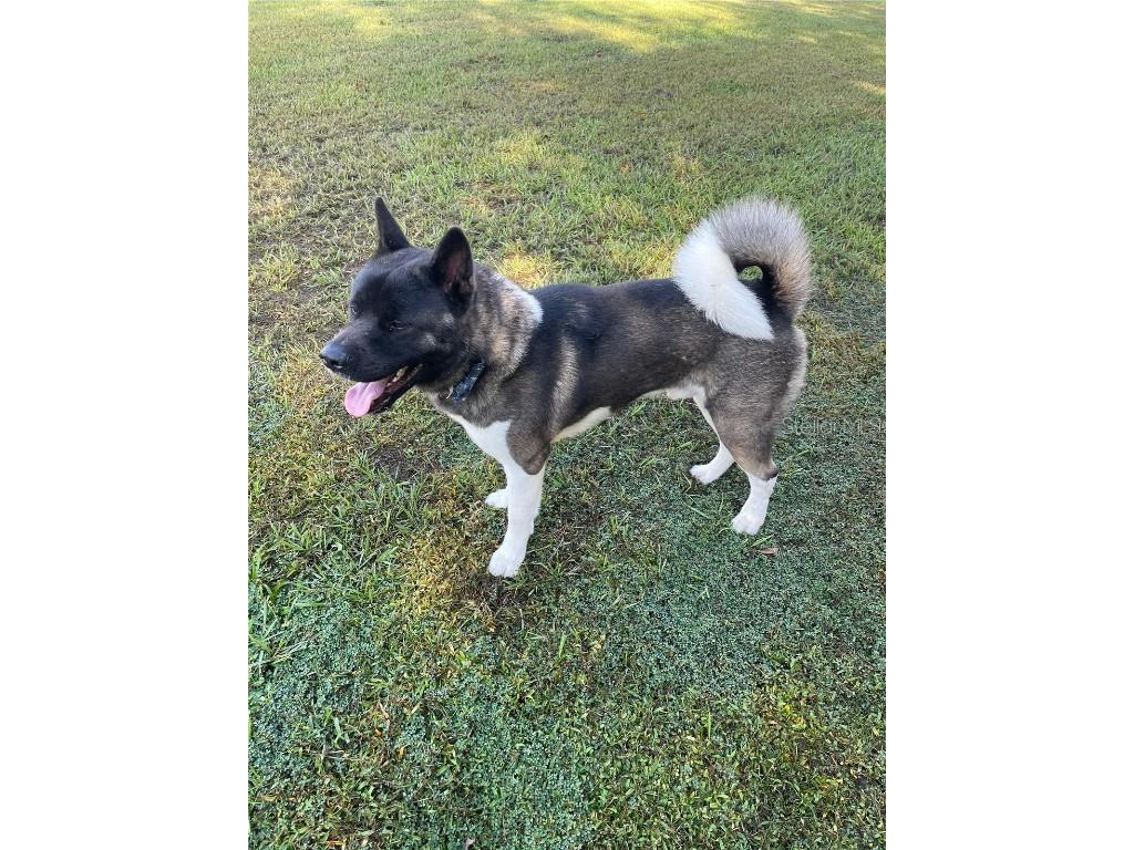 3847 Carrick Bend Drive Kissimmee FL 34746 O6350619 image47