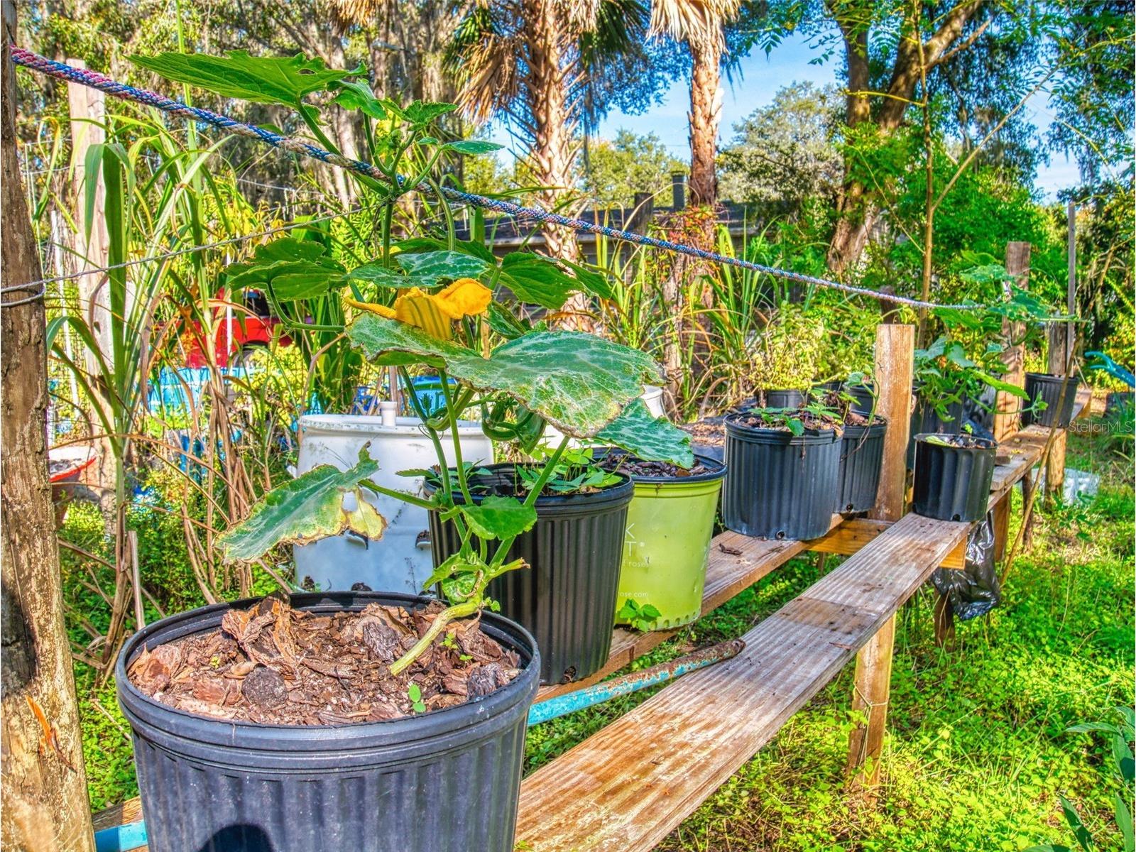 3851 Thistlewood Way Okahumpka FL 34762 G5104662 image83