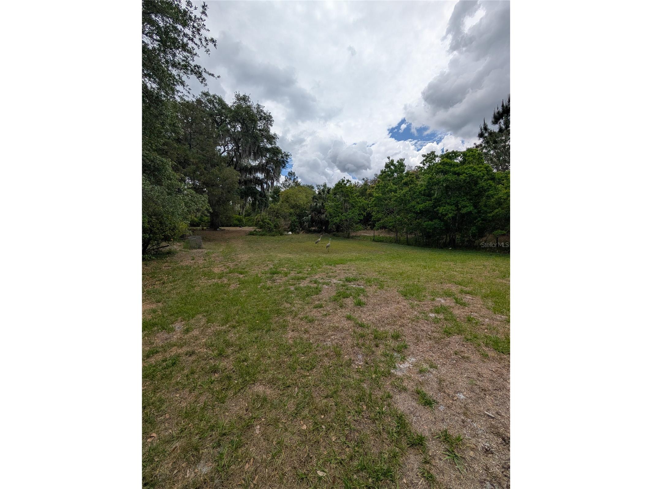 38521 Ilex Trail Eustis FL 32736 O6402556 image14