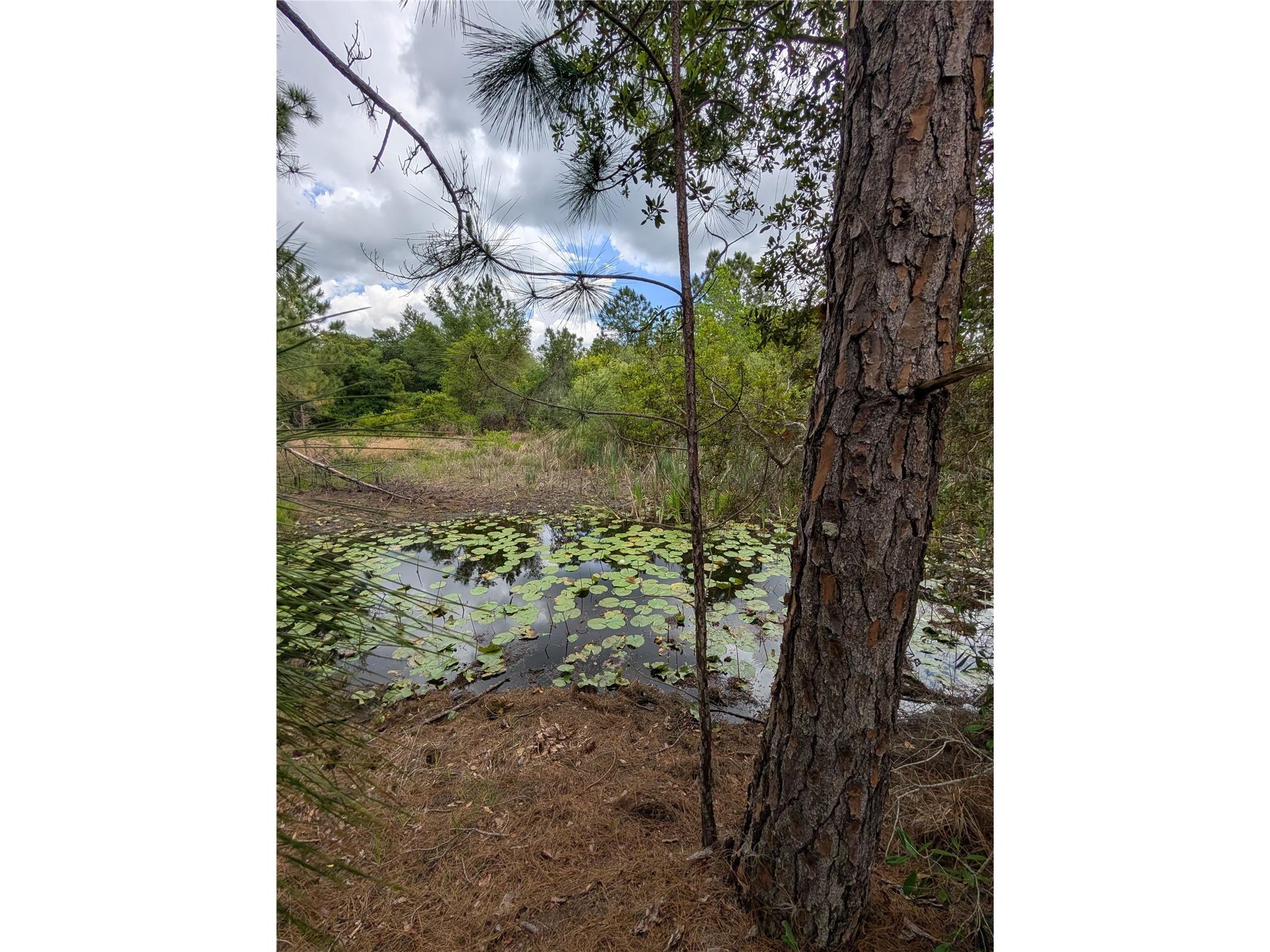 38521 Ilex Trail Eustis FL 32736 O6402556 image15
