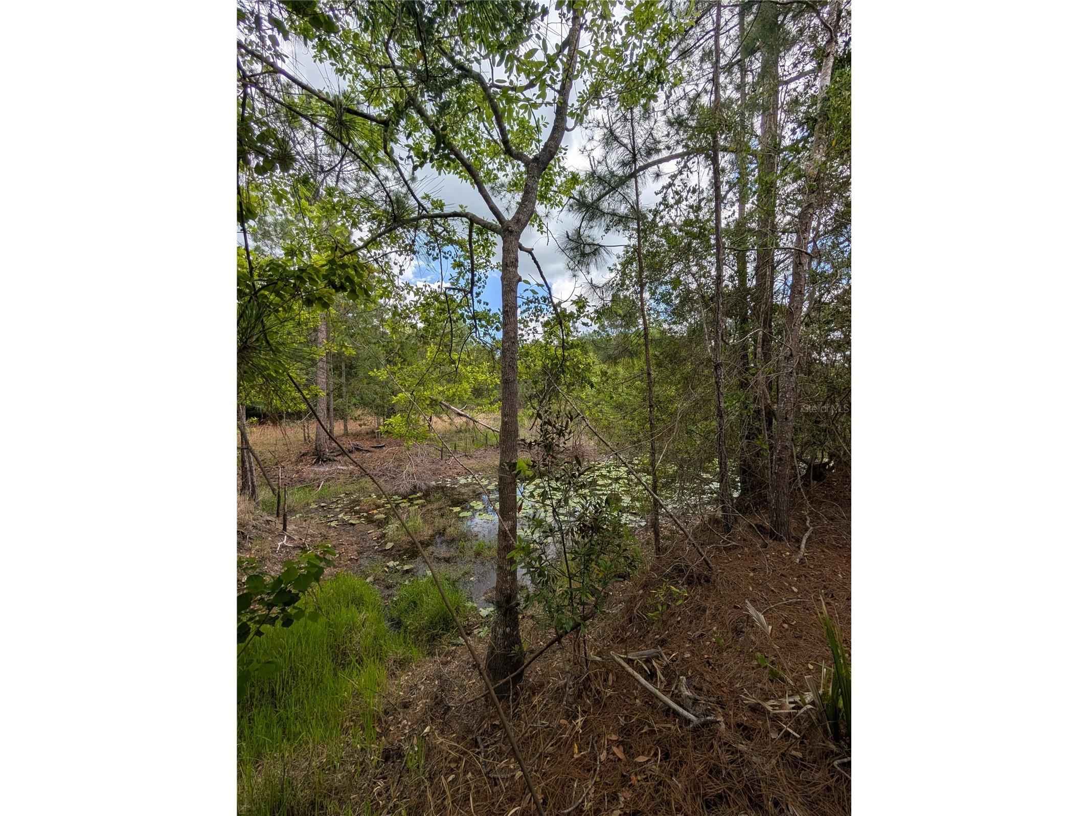 38521 Ilex Trail Eustis FL 32736 O6402556 image16