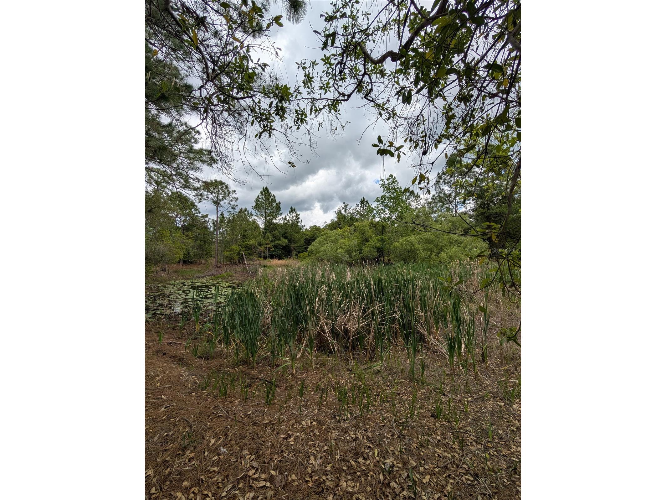 38521 Ilex Trail Eustis FL 32736 O6402556 image17